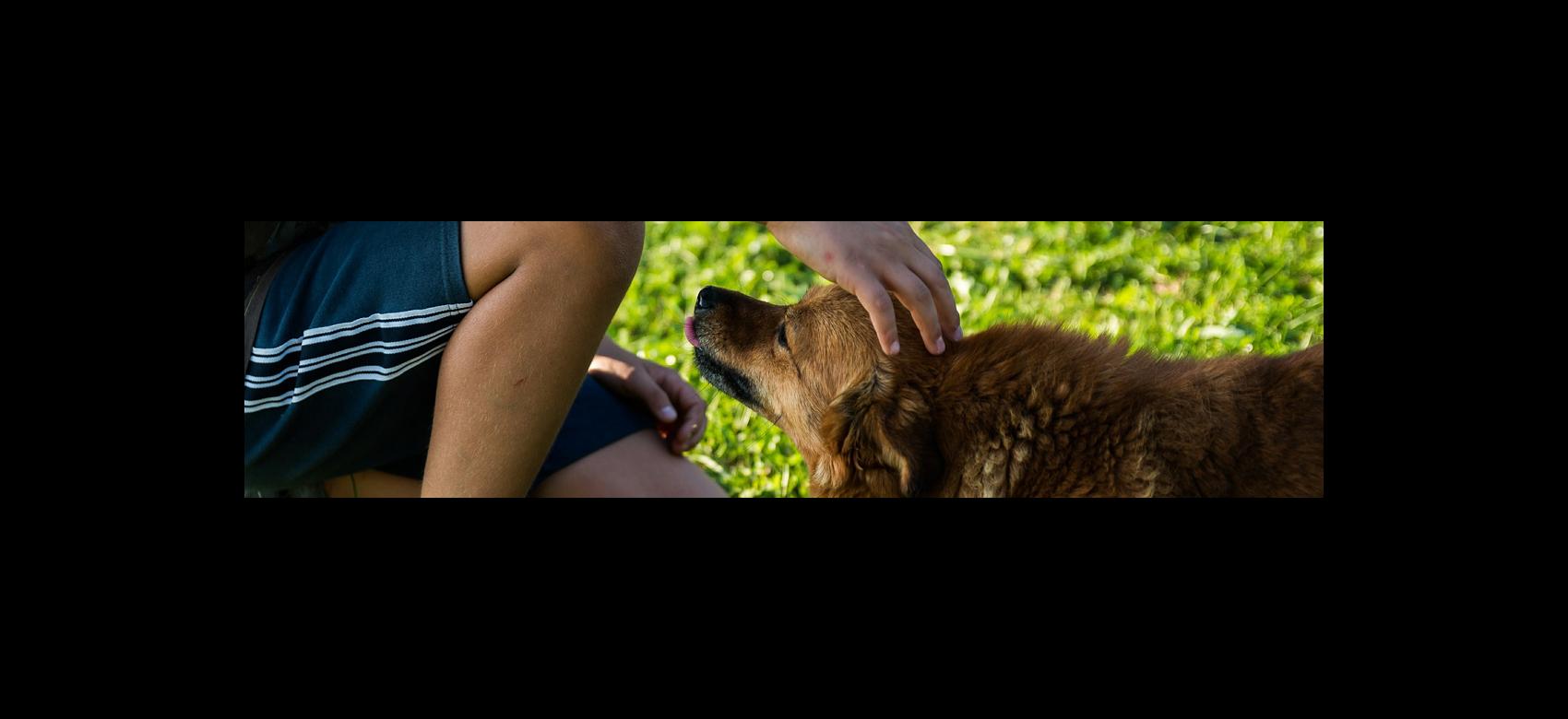 Imagen de un niño acariciando a un perro