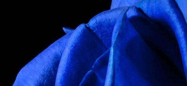 blue color rose part