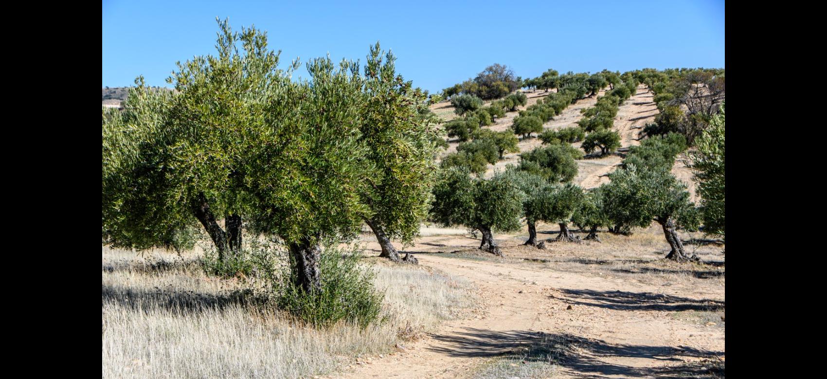 photo olive grove