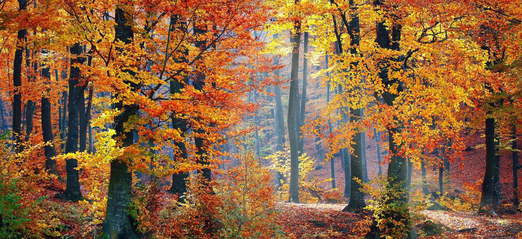 Imagen de un bosque