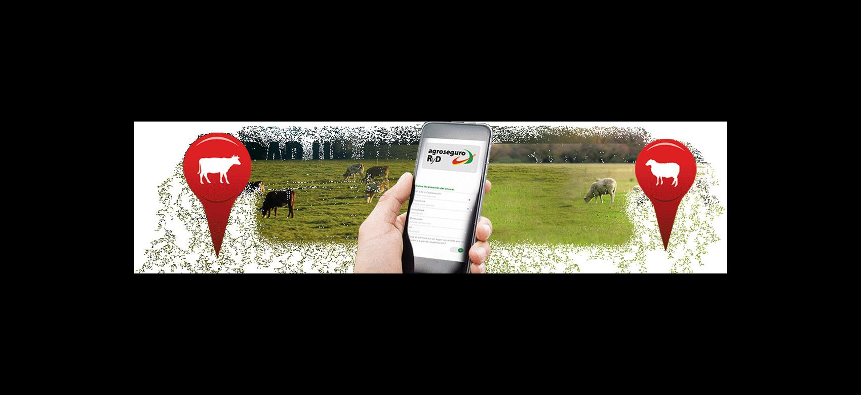 Mano con teléfono móvil con la App Retirada de animales muertos en la pantalla sobre fotografía de ganado pastando