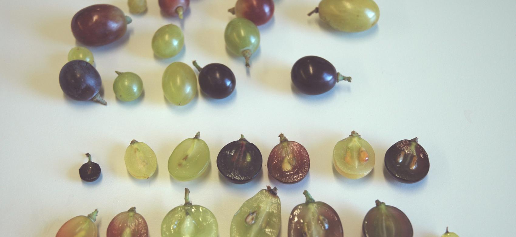 variedad de muestras de uva