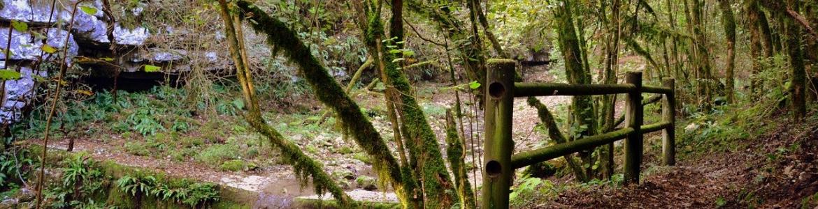 Bosque verde 2