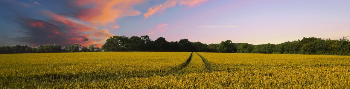 sunset field