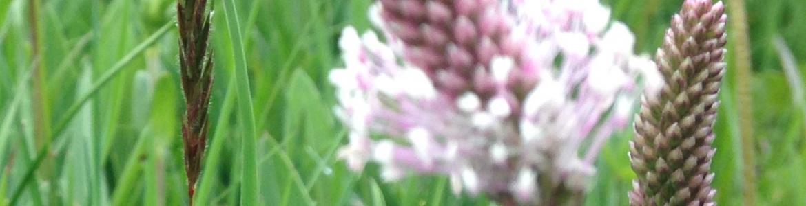 foto de campo de plantago con flores de gramíneas