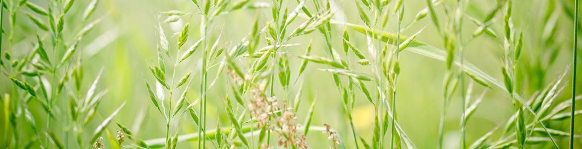 Gramíneas (Poaceae)