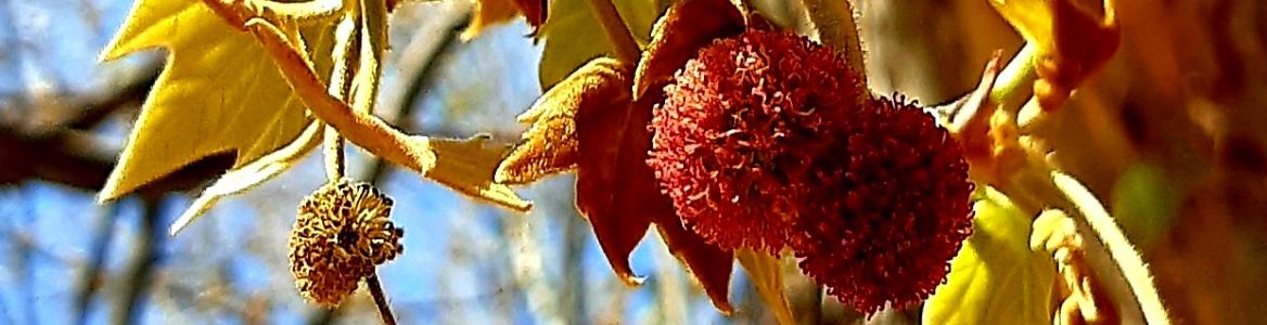 Flores del plátano de sombra