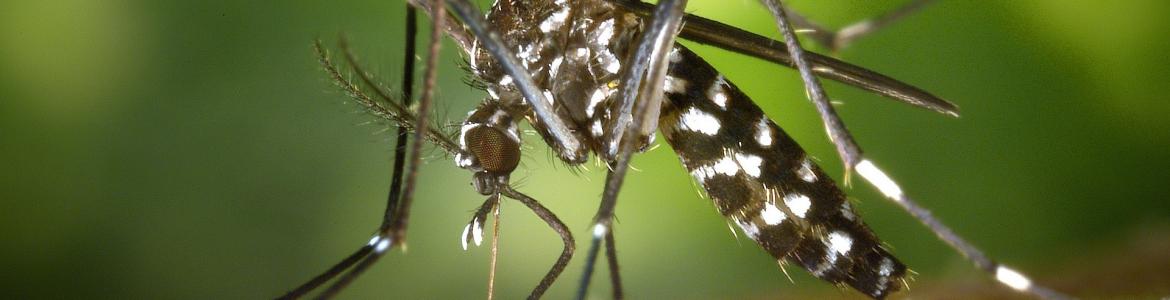 Mosquito tigre picando a una persona
