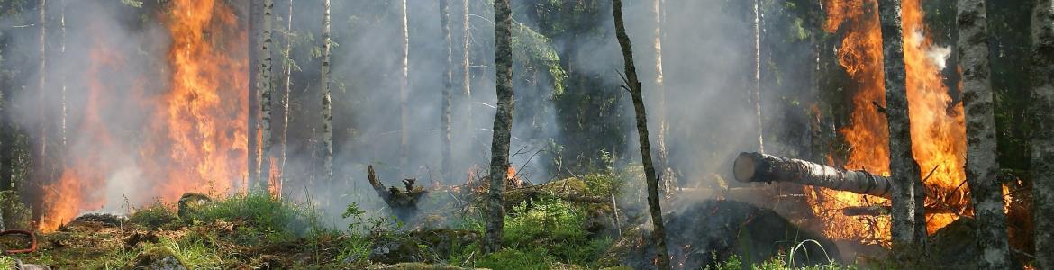 fuego_forestal.jpg fuego_forestal.jpg