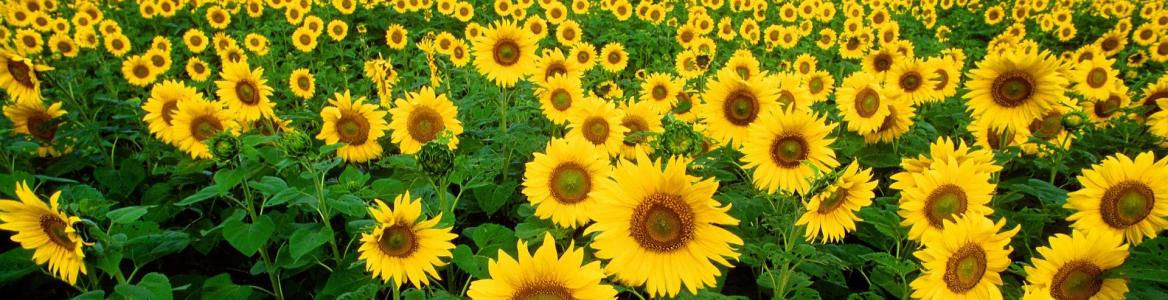 Imagen de un campo de girasoles