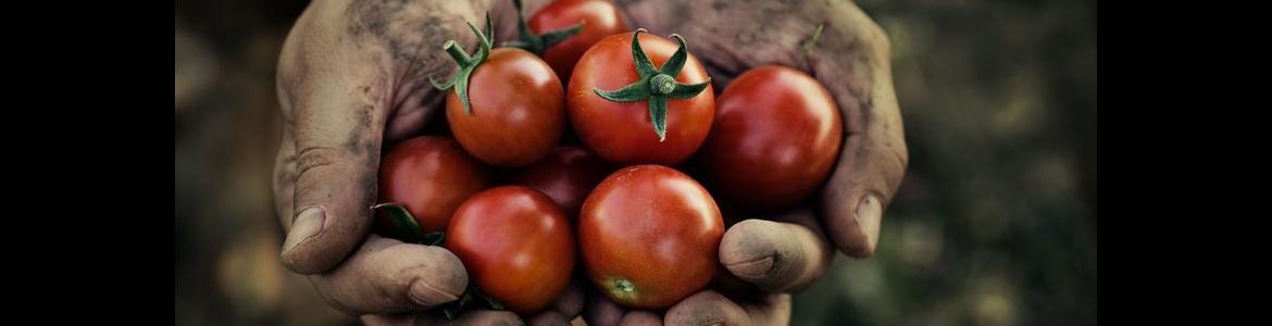 manos sujetando tomates de huerta