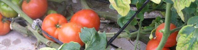 Tomatera