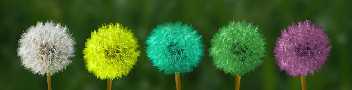 Flores de diente de león de colores