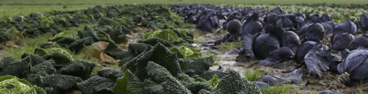 terreno cultivado con hortícolas