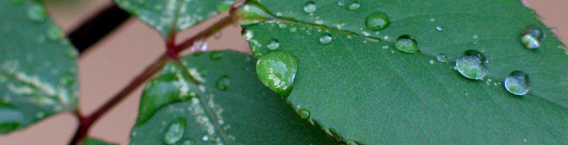 Hojas con gotas de agua