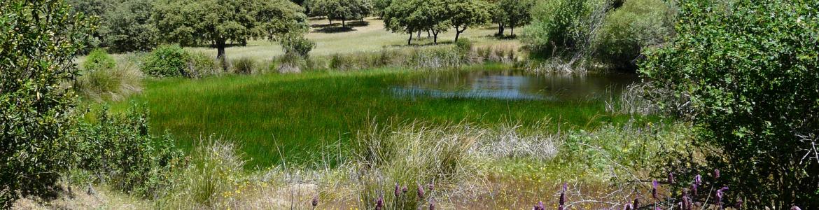 Paisaje de monte con encinas, charca con vegetación acuática y cantueso.