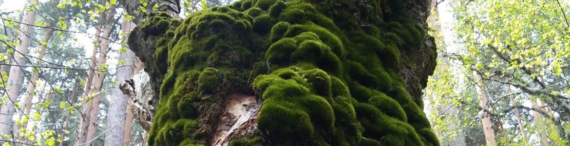 Segmento de tronco de abedul cubierto de musgo