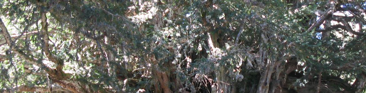 Tronco y ramas del árbol Tejo