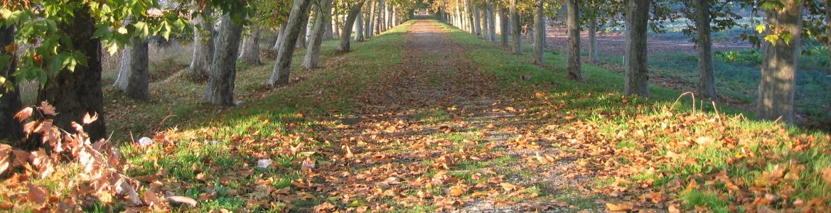 paseo arbolado Aranjuez paseo arbolado