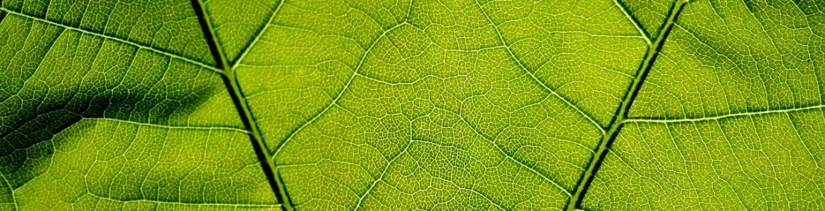 Detalle de una hoja, de color verde