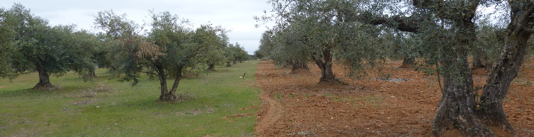 Imagen de la portada de la Guía "Cómo evaluar la calidad de tu suelo" Dos tratamientos de suelos diferentes en un olivar
