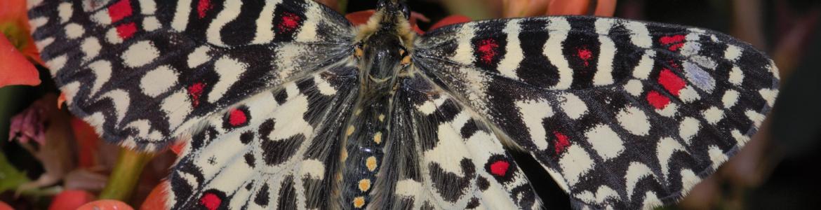 Mariposa Zerynthia rumina