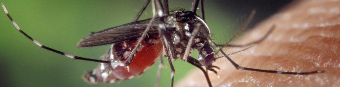 Imagen macro de un mosquito tigre chupando sangre