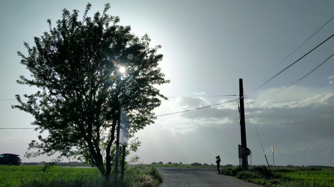 Una fotografía de Carla Oset donde se ve un árbol al lado de una carretera