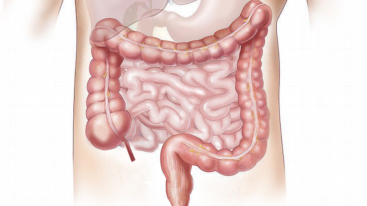 El colon en el cuerpo humano