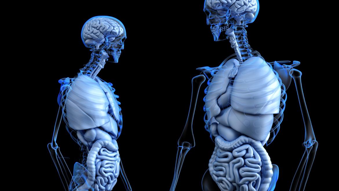 cuerpo humano