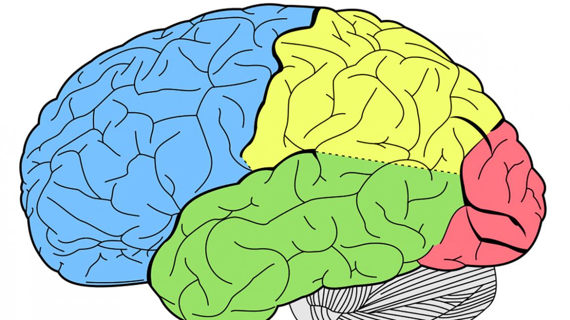 Dibujo de los lóbulos de un cerebro