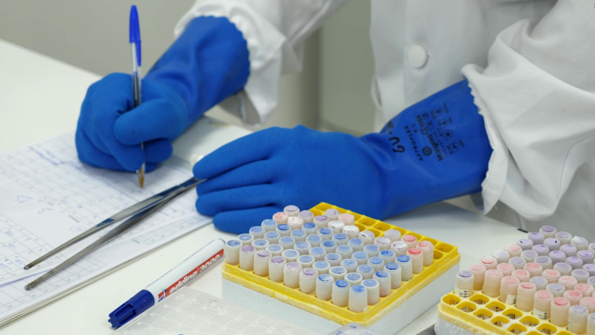 Manos con guantes azules al lado de gradilla de tubos en laboratorio