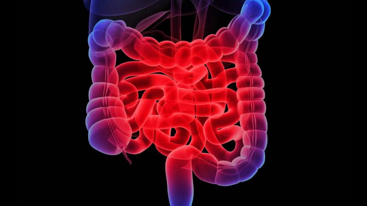 Unidad EII Intestino EII