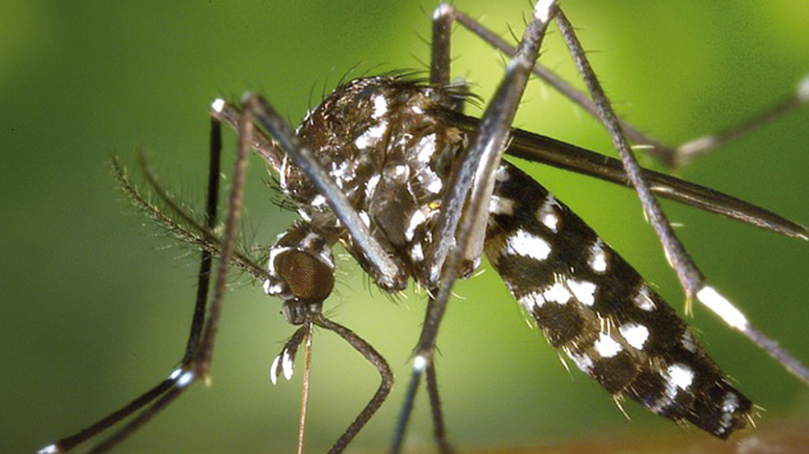 Mosquito tigre