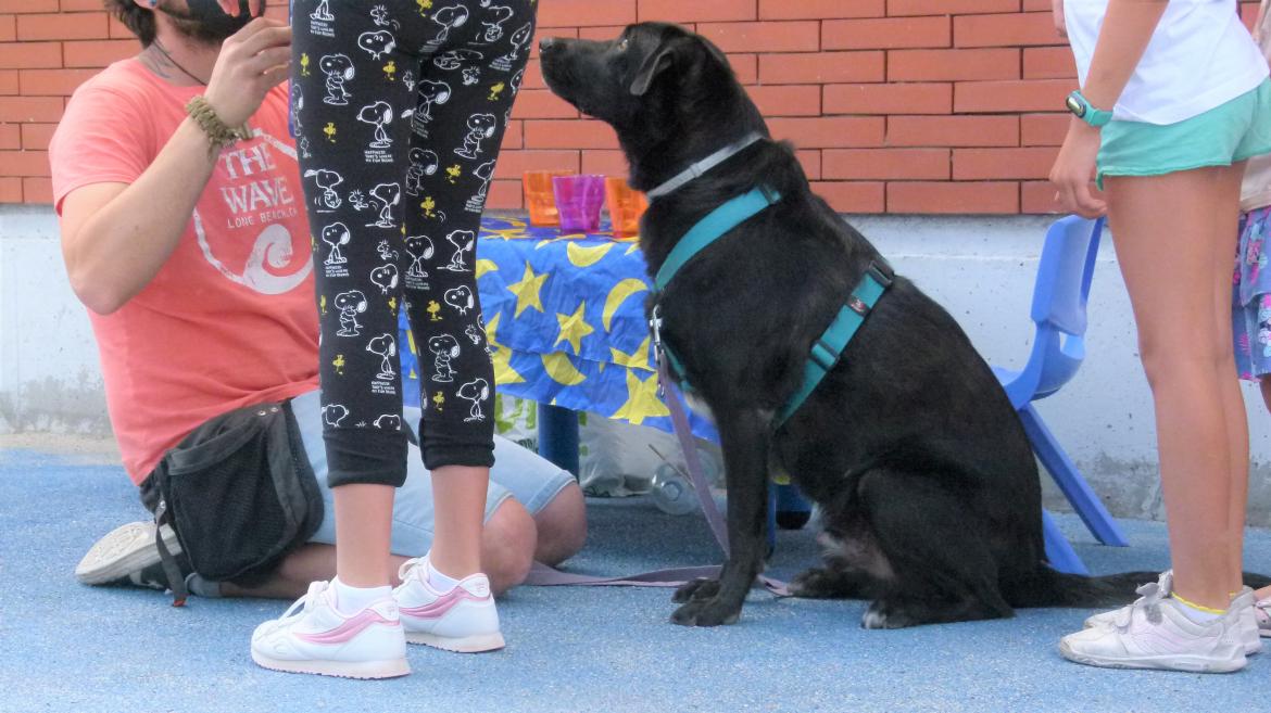 Intervenciones asistidas con animales