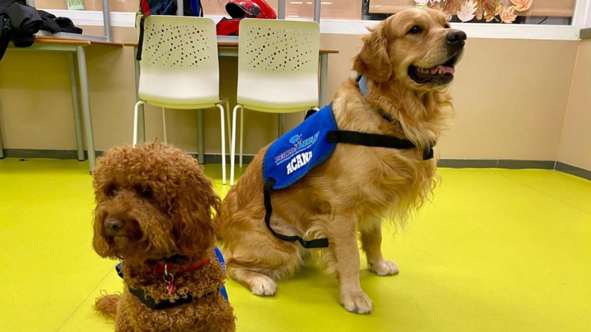 Dos perros que participan en las terapias