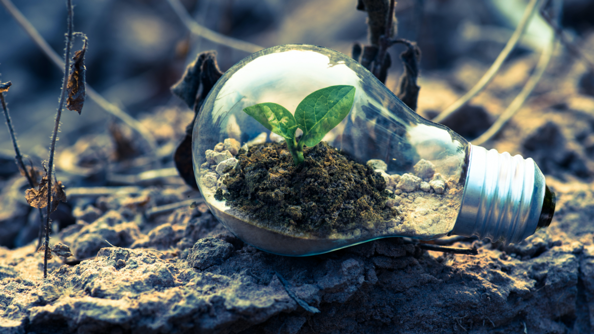 Imagen de una planta creciendo dentro de una bombilla