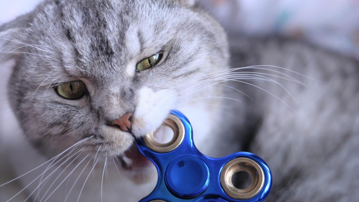 Gato mordiendo