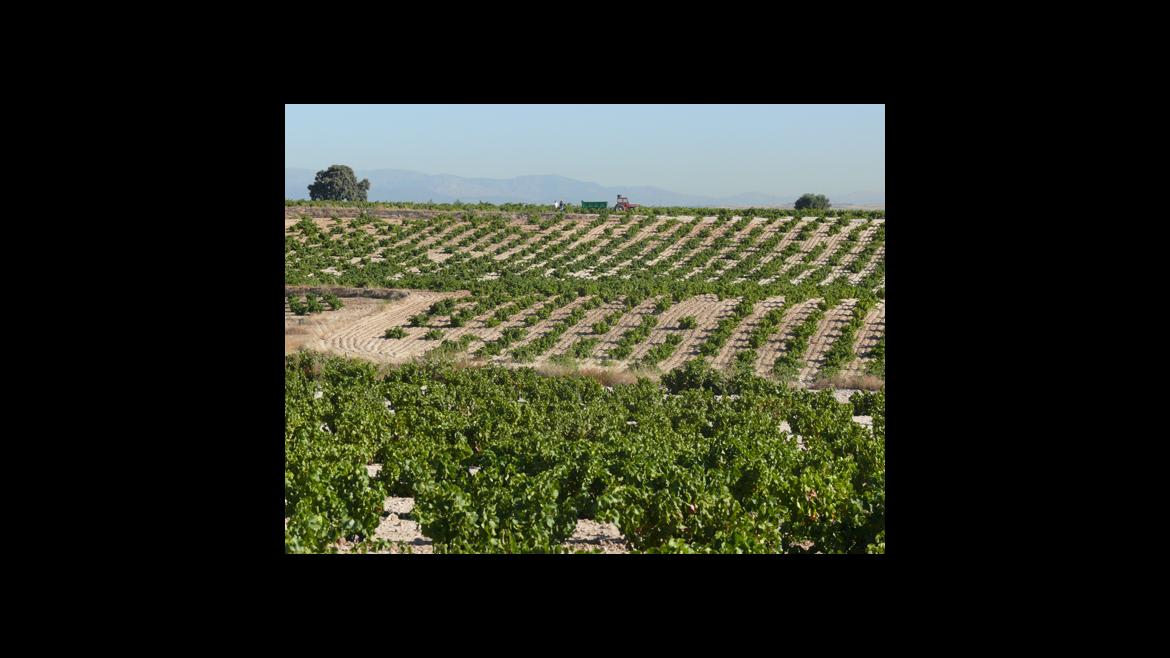 Viñedos DOP Vinos de Madrid