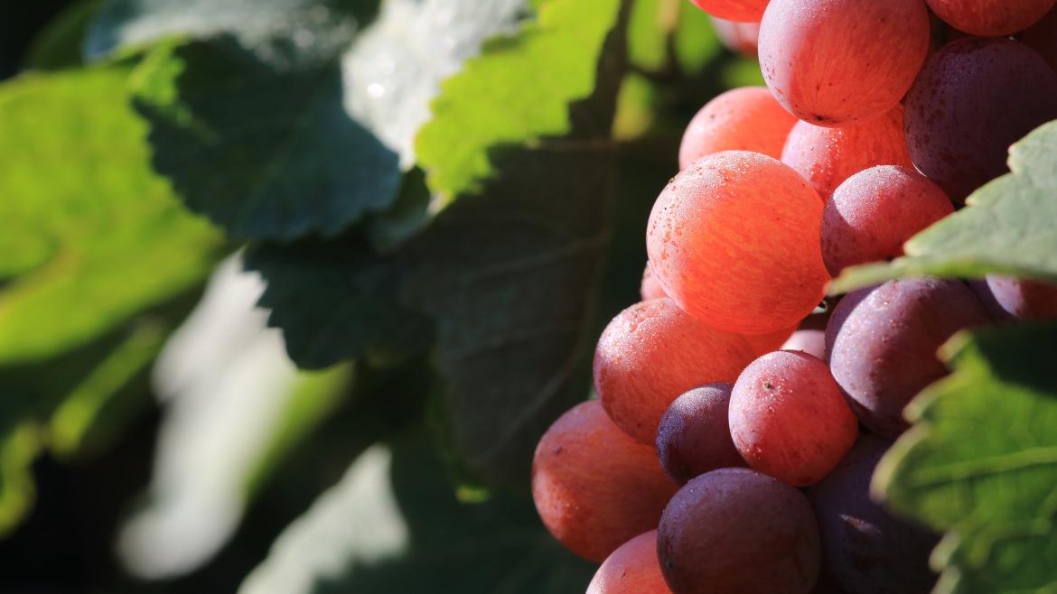 Uvas Un racimo de uvas en una parra