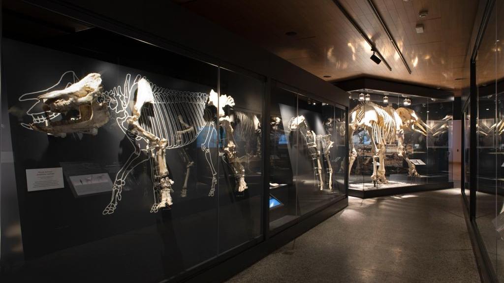 taller de paleontología 