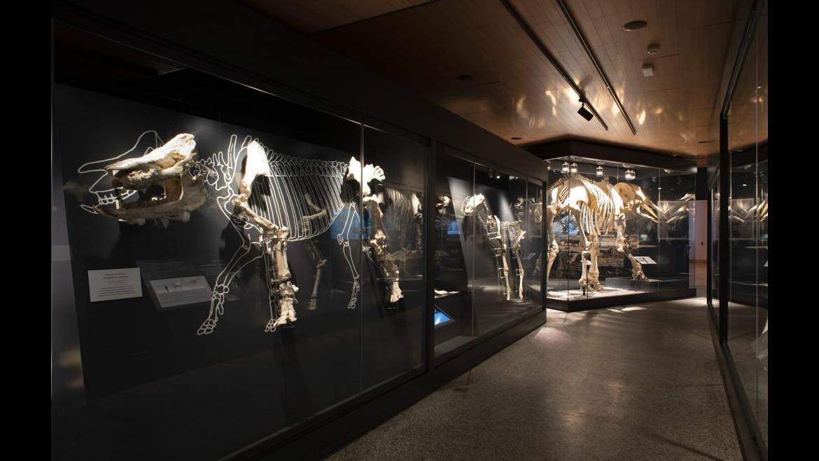 taller de paleontología 