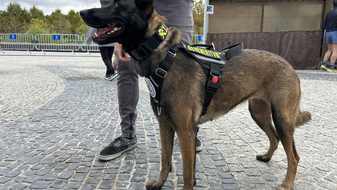 perro en Salón de la Adopción 