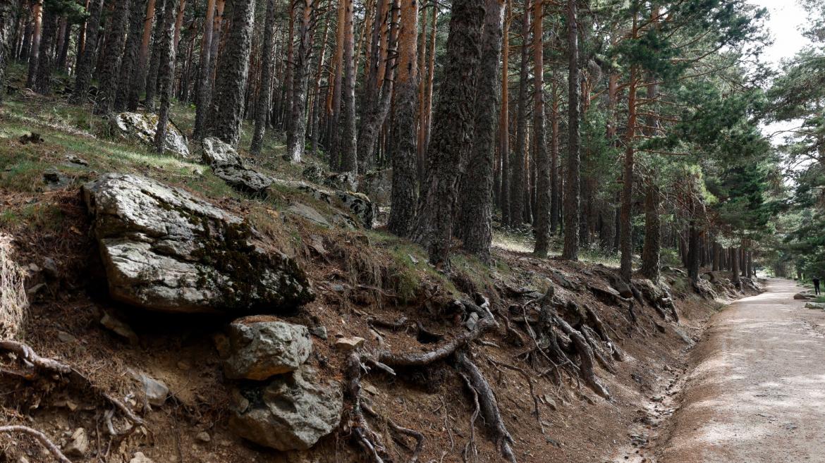 Paseo en mitad de un bosque