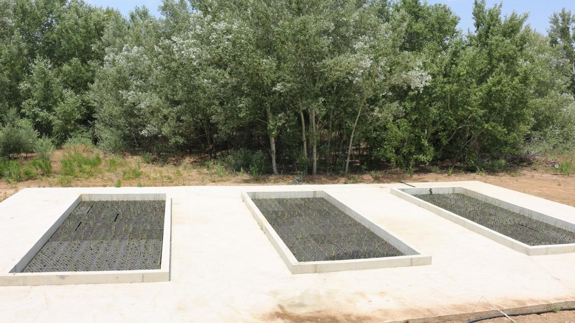 La Comunidad de Madrid impulsa un proyecto piloto para depurar las aguas con plantas