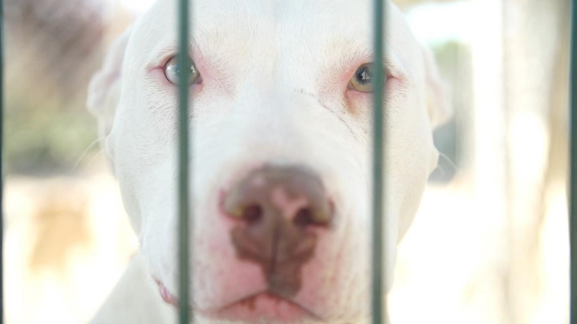 Perro en adopción Un perro