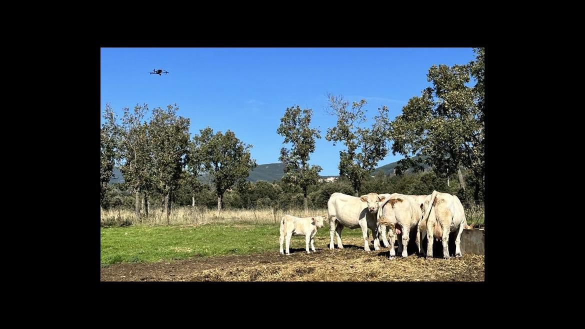 Fotografía de unas vacas en el campo pastando