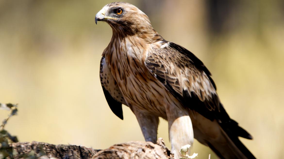 Imagen del artículo La Comunidad de Madrid activa la webcam del Parque Nacional de la Sierra de Guadarrama para hacer seguimiento a una pareja de águilas calzadas