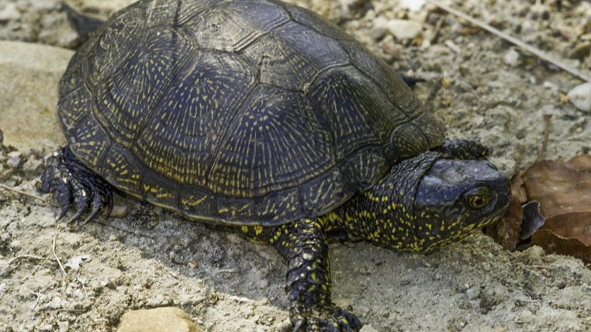 Anfibios y reptiles en el Parque del Sureste