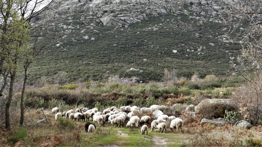 Rebaño de ovejas con la sierra de granito al fondo